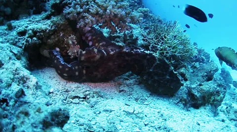 Reef octopus 動画素材 39500971