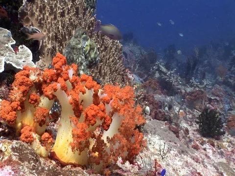 Reef Octopus Stock Footage 98699498