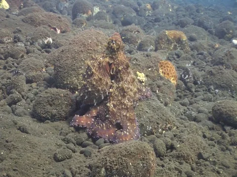 Reef Octopus Stock Footage 98699673