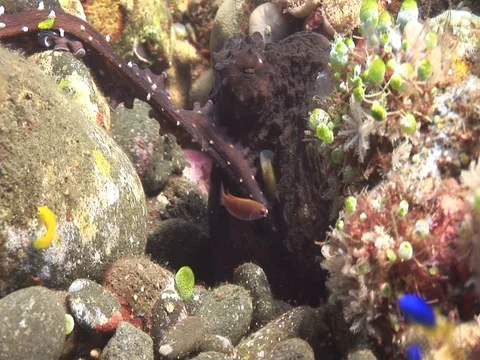 Reef Octopus Stock Footage 98699810