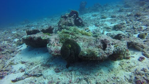 Reef Octopus Stock Footage 106047692