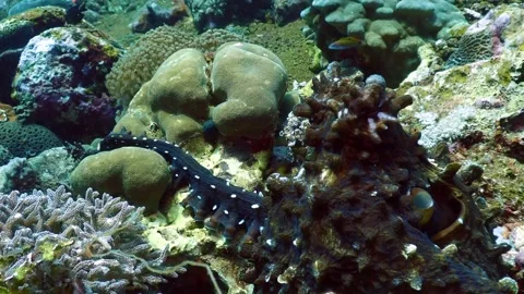 Reef octopus mating 4K Stock Footage 331276498