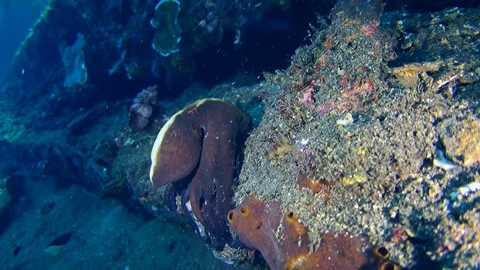 Reef octopus (Octopus Cyanea) changing color and shape 動画素材 73358725