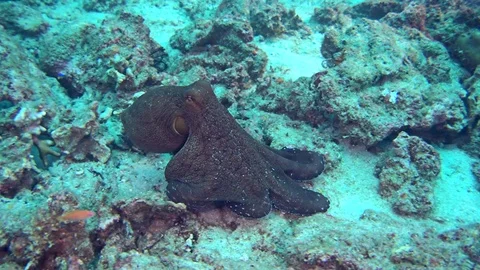 Reef octopus (Octopus Cyanea) crawling then starting swimming 스톡 동영상 73358893