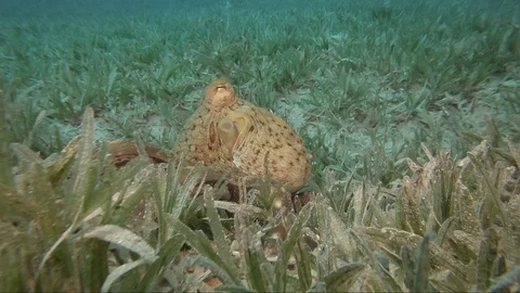 Reef octopus (octopus cyanea) Stock-Footage 106925936