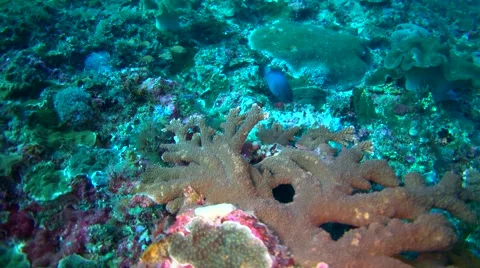 Reef octopus (Octopus Cyanea) hiding with damselfish biting it Stock-Footage 65995325