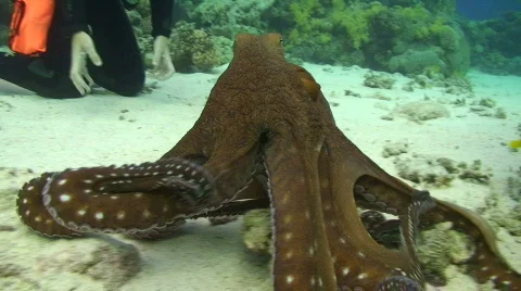 Reef octopus (octopus cyaneus) Vidéo 738117