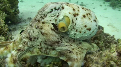 Reef octopus (octopus cyaneus) Vidéo 738120