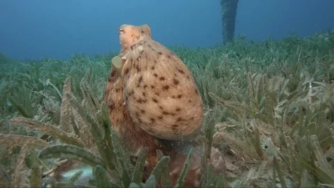 Reef octopus (octopus cyaneus) Video stock 106810177
