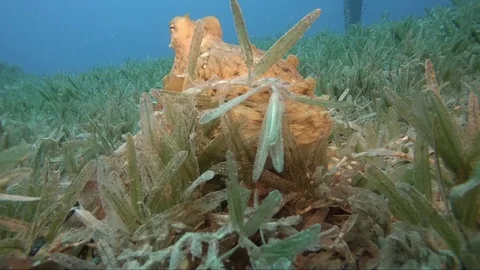 Reef octopus (octopus cyaneus) Video stock 106814833