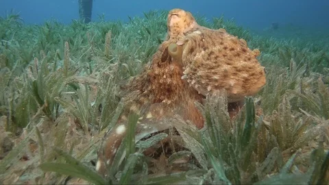 Reef octopus (octopus cyaneus) Video stock 106819266