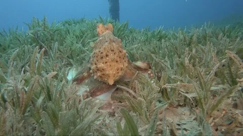 Reef octopus (octopus cyaneus) Video stock 106832006