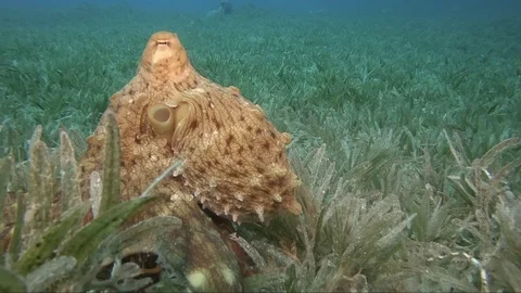 Reef octopus (octopus cyaneus) Video stock 106836147