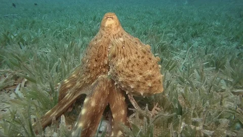 Reef octopus (octopus cyaneus) Video stock 106854141