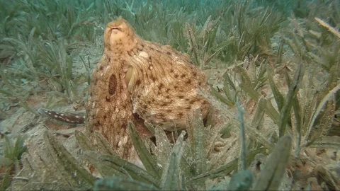 Reef octopus (octopus cyaneus) Stock Footage 106929673