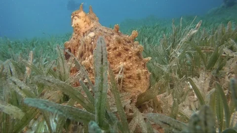 Reef octopus (octopus cyaneus) Stock-Footage 106945764