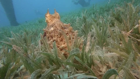 Reef octopus (octopus cyaneus) Video stock 106945809