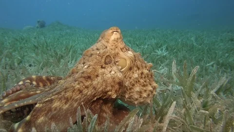 Reef octopus (octopus cyaneus) Stock-Footage 106950869