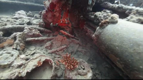 Reef octopus on the Thistlegorm. Stock Footage 931108