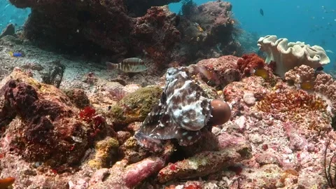 Reef octopus walking and changing colors on top of the reef Stock Footage 130240790