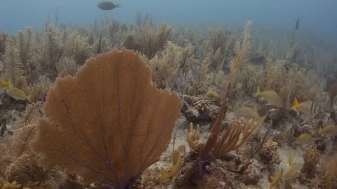 Reef Passover Gorgonian Snapper Kip Evans Stock-Footage 87756469