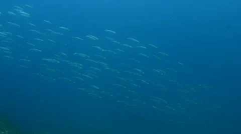 Reef with plenty of fish Stock Footage 33855736