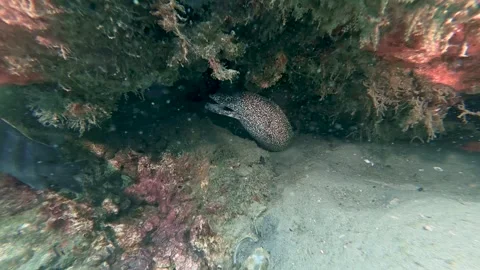 Reef Predator: 4K Close-Up of a Spotted Moray Eel Peeking from a Rocky Crevice Stock Footage 337961930