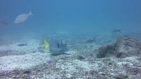 Reef sand sharks while diving in galapagos Video stock 127242526