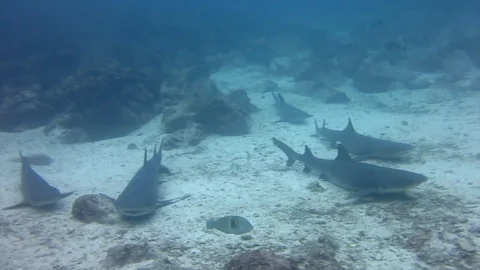 Reef sand sharks while diving in galapagos Video stock 127243300