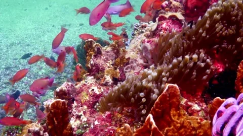 Reef scene with anthias and tomato anemone fish Stock Footage 307148891