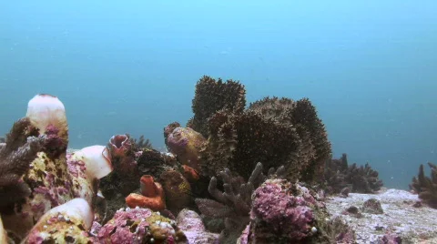 Reef Scene Stock Footage 300308