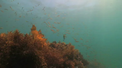 Reef Scene Stock Footage 537809