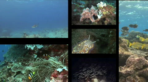 Reef Scene Montage Stock Footage 310235