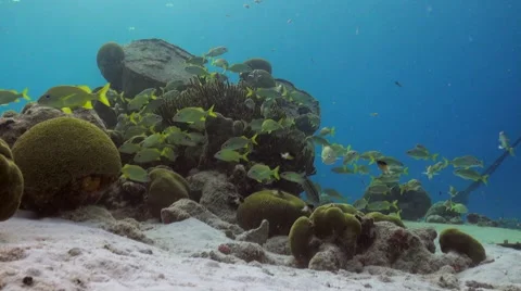Reef scene in the shallows Video stock 47490375