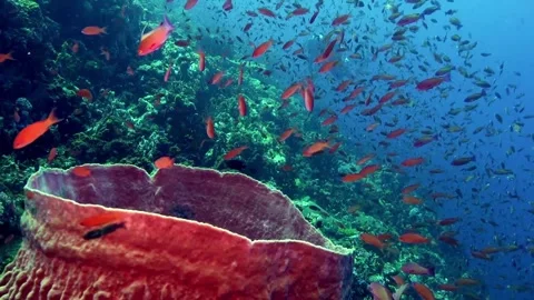 Reef scene from Verde Island, Philippines Stock Footage 307148974