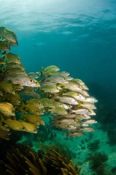 Reef scenics Stock Photos