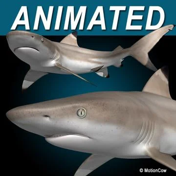 Reef Shark 3D Model
