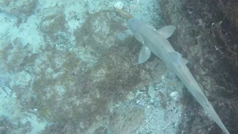 Reef Shark - Australia Vidéo 147060210