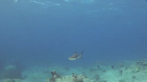 Reef Shark Close Up with Slow Motion Effect Stock Footage 209918