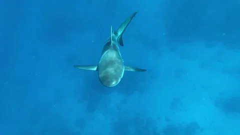 A reef shark cruisin' Stock Footage 169778034