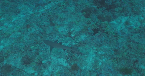 Reef Shark Cruising a Reef Stock Footage 280098009