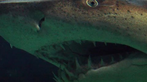 Reef Shark - Extreme Closeup Video stock 37707674