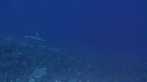 Reef Shark  Stock Footage 156621