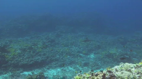 Reef Shark  Stock Footage 160168