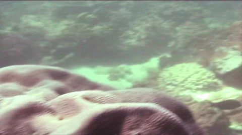 Reef shark  Stock Footage 313946