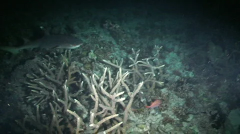 Reef  Shark Stock Footage 351056