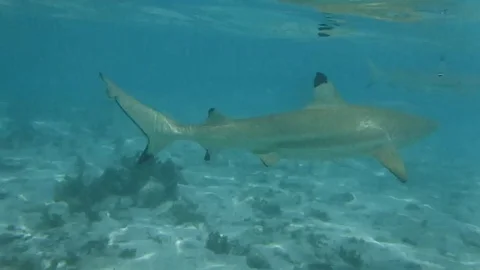 Reef shark Stock Footage 107228515