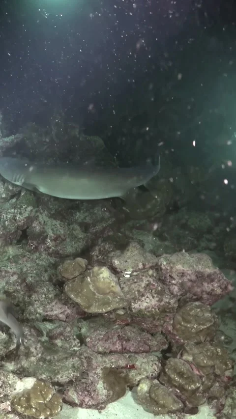Reef Shark Gliding Close Over Rugged Coral Rock in Dark Water 스톡 동영상 344911145
