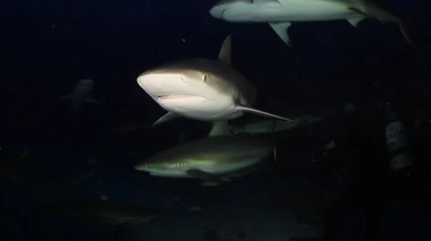 Reef Shark hits camera at night. Stock Footage 65763391