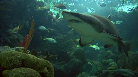 Reef Shark (low angle) Reef Fish in Background Video stock 35820622